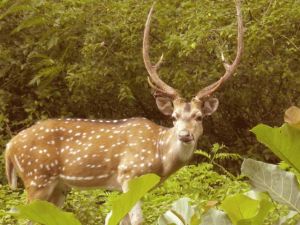 Gulmarg Biosphere Reserves