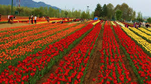 Kokernag Rose Garden