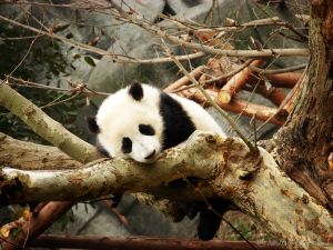 All about Chengdu - Panda breeding center in China