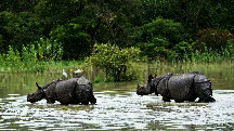 Kaziranga